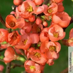 Zierquitte 'Friesdorfer Typ 205', Chaenomeles, Hellrot, Topf 5 Liter -Fashion Garden Store 0410870297 Chaenomeles Friesdorf 1 93910