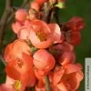Zierquitte 'Friesdorfer Typ 205', Chaenomeles, Hellrot, Topf 5 Liter -Fashion Garden Store 0410870297 Chaenomeles Friesdorf 2 93909