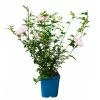 Garten-Hibiskus 'Pink Chiffon®', Rosa, 40-60 Cm Hoch, Topf 5 L -Fashion Garden Store 0410900545 Hibiscus Pink Chiffon 2 114010