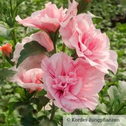 Garten-Hibiskus 'Pink Chiffon®', Rosa, 40-60 Cm Hoch, Topf 5 L -Fashion Garden Store 0410900545 Hibiscus Pink Chiffon 76684