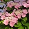Kölle Tellerhortensie, Hydrangea Macropylla, Rosa, Im 5 Lt. Topf -Fashion Garden Store 0415100312 Koelle Hydrangea mac Teller rosa Co 5lt farbezeigend 59932