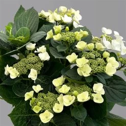 Kölle Tellerhortensie, Hydrangea Macropylla, Weiß, Im 5 Lt. Topf -Fashion Garden Store 0415100672 hydrangea mac teller weiss 4 125095