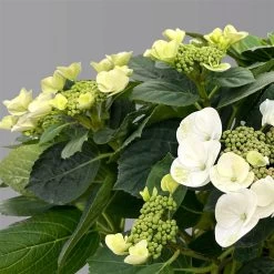 Kölle Tellerhortensie, Hydrangea Macropylla, Weiß, Im 5 Lt. Topf -Fashion Garden Store 0415100672 hydrangea mac teller weiss 5 125094