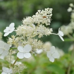 Kölle's Beste Rispen-Hortensie 'Kyushu' (Hydrangea Paniculuata 'Kyushu') Im 5 Lt. Topf -Fashion Garden Store 0415300076 KB Hydrangea pan Kyushu 1 83520