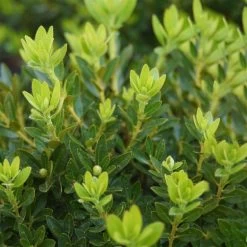 Rhododendron 'Bloombux'® Pink, 6er-Set, Höhe 20-25 Cm, Topf 2 Liter -Fashion Garden Store 0420500424 Bloombux Pink 6er Set 2 98926