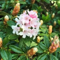 Rhododendron 'Bloombux'® Pink, 6er-Set, Höhe 20-25 Cm, Topf 2 Liter -Fashion Garden Store 0420500424 Bloombux Pink 6er Set 5 98924
