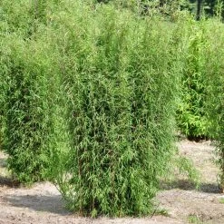 2er-Set Roter Gartenbambus 'Jiuzhaigou 1' 80/100 Cm, Im 7,5 L Topf