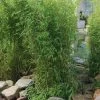 Aufrechter Gartenbambus 'Obelisk'(S), 20er-Set, Topf 10 Liter -Fashion Garden Store 0425100336 0425100337 0425100338 0425100339 0425100340 0425100341 0425100342 Fargesia Hybr Obelisk 2 104906 1