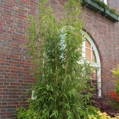 Säulenbambus 'Maasai'EUⓈ, 2er-Set, Höhe Ca. 80-100 Cm, Topf 15 Liter