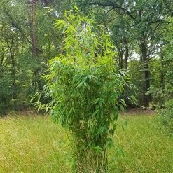 Elfenbein-Bambus 'Ivory Ibis'® (Japo 55' EU-S), 15er-Set, Höhe 80-100 Cm -Fashion Garden Store 0425100383 0425100384 Fargesia Ivory Ibis 080100 WEB 2 94511