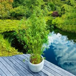 Elfenbein-Bambus 'Ivory Ibis'® (Japo 55' EU-S), Höhe 80-100 Cm, Topf 10 Liter