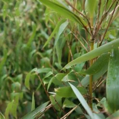 Elfenbein-Bambus 'Ivory Ibis'® (Japo 55' EU-S), Höhe 80-100 Cm, Topf 10 Liter 12 Elfenbein-Bambus 'Ivory Ibis'® (Japo 55' EU-S), Höhe 80-100 Cm, Topf 10 Liter -Fashion Garden Store 0425100383 0425100384 Fargesia Ivory Ibis 080100 WEB 4 94514 1