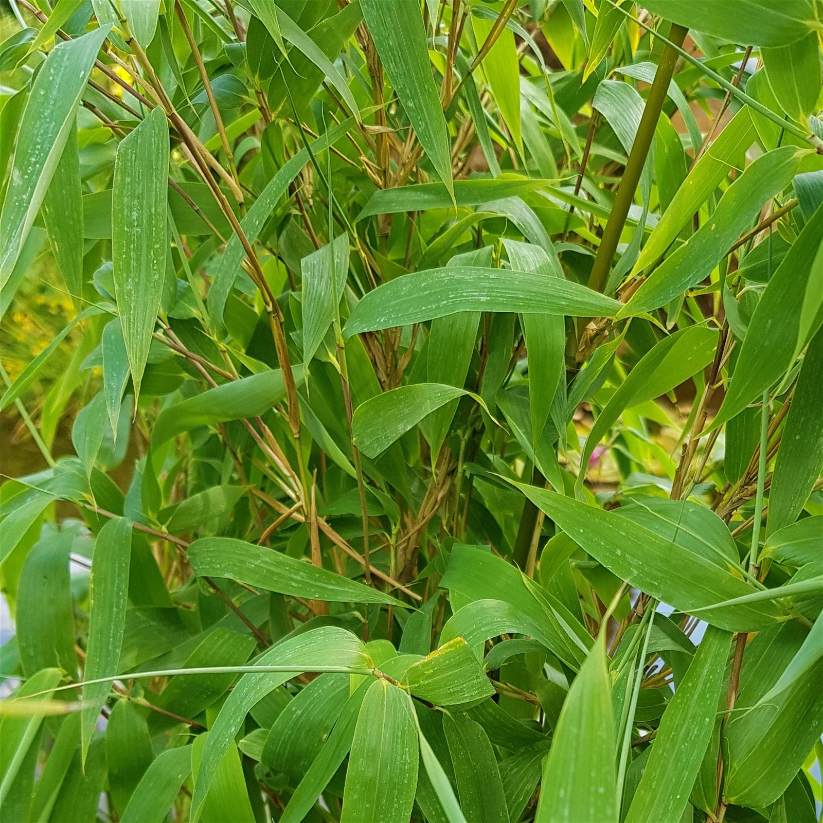 Elfenbein-Bambus 'Ivory Ibis'® (Japo 55' EU-S), Höhe 80-100 Cm, Topf 10 Liter 4 Elfenbein-Bambus 'Ivory Ibis'® (Japo 55' EU-S), Höhe 80-100 Cm, Topf 10 Liter – Bild 2