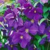Clematis "Jackmanii", 2er-Set, Blauviolett, Höhe 60-80 Cm, Topf 2 Liter -Fashion Garden Store 0440200009 Koelle Clematis Jackmanii 66529