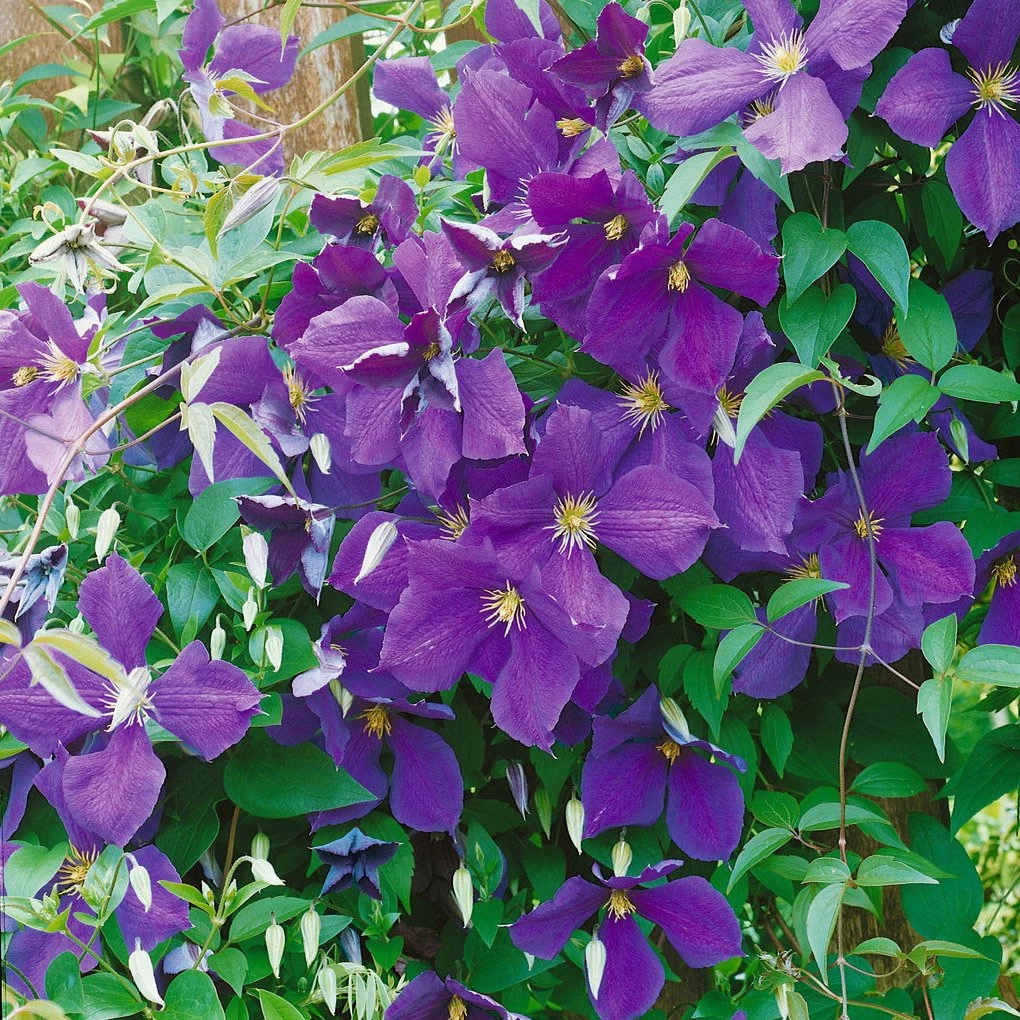 Clematis "Jackmanii", 2er-Set, Blauviolett, Höhe 60-80 Cm, Topf 2 Liter 4 Clematis "Jackmanii", 2er-Set, Blauviolett, Höhe 60-80 Cm, Topf 2 Liter – Bild 2