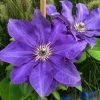 Clematis 'The President', 2er-Set, Blau, Höhe 60-80 Cm, Topf 2 Liter -Fashion Garden Store 0440200364 Koelle Clematis The President Co 2lt dunkelblau 4 55622