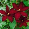 Clematis 'Niobe', 2er-Set, Rot, Höhe 60-80 Cm, Topf 2 Liter -Fashion Garden Store 0440200370 Clematis Niobe Co 2 lt. samtdunkelrot 6 55627