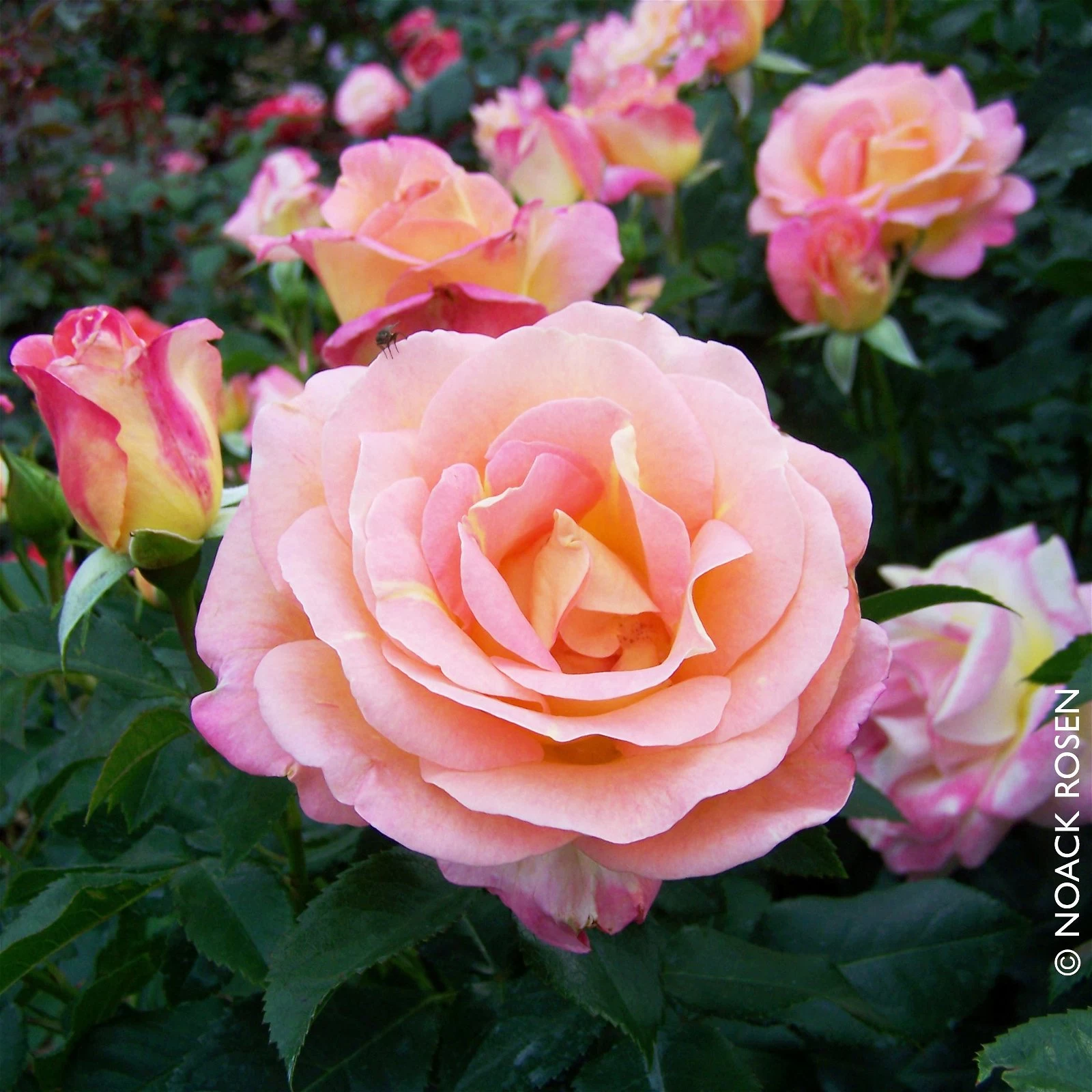 Edelrose 'Inspiration®', Außen Rosa, Innen Lachsrosa Mit Gelb, Topf 6 Liter 3 Edelrose 'Inspiration®', Außen Rosa, Innen Lachsrosa Mit Gelb, Topf 6 Liter