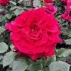 Duftende Edelrose 'Bellevue'®, Purpurrot, Topf 6 Liter 2 Duftende Edelrose 'Bellevue'®, Purpurrot, Topf 6 Liter -Fashion Garden Store 0460100686 KB Bellevue Premium Edelrose Co6lt purpurrot 40364