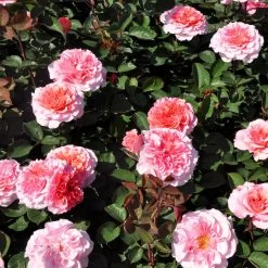 Stammrose 'Käthchen Von Heilbronn'®, Edelrose, Stammhöhe 60cm Im 7,5 Liter Topf -Fashion Garden Store 0460100700 KB Kaethchen von Heilbronn Edelrose Co 6lt2 65418