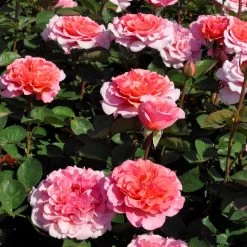 Stammrose 'Käthchen Von Heilbronn'®, Edelrose, Stammhöhe 60cm Im 7,5 Liter Topf -Fashion Garden Store 0460100700 KB Kaethchen von Heilbronn Edelrose Co 6lt3 65419