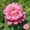 Duftende Edelrose 'Elbflorenz®', Fuchsiarot, Topf 6 Liter 1 Duftende Edelrose 'Elbflorenz®', Fuchsiarot, Topf 6 Liter -Fashion Garden Store 0460100711 KB Edelrose Elbflorenz mEinklinker Duftrosenkollektion 49441