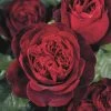 Duftende Edelrose 'Admiral®', Rubinrot, Topf 6 Liter