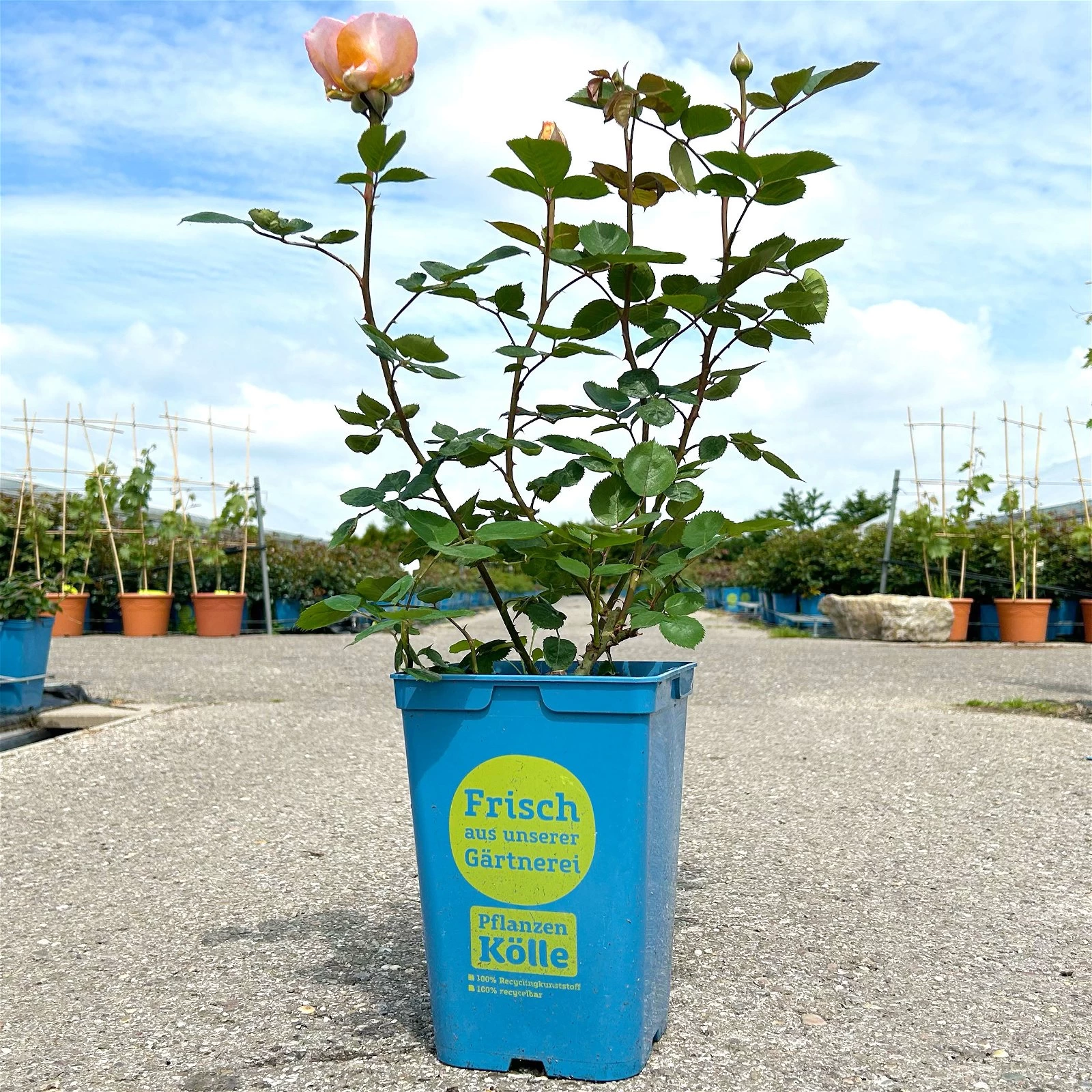 Duftende Edelrose 'Kölle's Duftsommer'®, Gelborange Bis Aprikot, Topf 6 Liter 3 Duftende Edelrose 'Kölle's Duftsommer'®, Gelborange Bis Aprikot, Topf 6 Liter