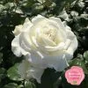 Stammrose 'Die Rose Ihrer Majestät'® (Beainesza), Stammhöhe 60cm Im 7,5 Lt Topf 2 Stammrose 'Die Rose Ihrer Majestät'® (Beainesza), Stammhöhe 60cm Im 7,5 Lt Topf -Fashion Garden Store 0460200844 KB DieRoseIhrerMajestaet Premium Beetrose Co6lt reinweiss mEinklinker Duftrosenkollektion 49437