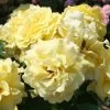 Strauchrose 'Lichtkönigin Lucia®', Kräftig Gelb, Topf 6 Liter -Fashion Garden Store 0460500405 Lichtkoenigin Lucia RGB 5903