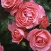 Kletterrose 'Rosanna®', Lachsrosa, Topf 6 Liter -Fashion Garden Store 0460600348 Koelles Beste Rosanna Premium Kletterrose 6 lachsrosa RGB 6907