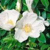Strandrose (Rosa Rugosa) Weiß, 3er-Set, Höhe 40-60 Cm, Topf 4,6 L -Fashion Garden Store 0460700186 Strandrose WEISS 3er Set 98760