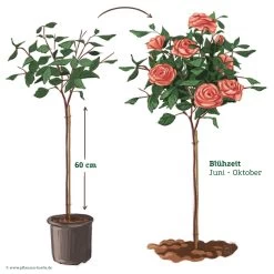 Stammrose 'Käthchen Von Heilbronn'®, Edelrose, Stammhöhe 60cm Im 7,5 Liter Topf -Fashion Garden Store 046080 Rosenstamm apricot rosa 122132