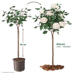 Stammrose 'Die Rose Ihrer Majestät'® (Beainesza), Stammhöhe 60cm Im 7,5 Lt Topf -Fashion Garden Store 046080 Rosenstamm weiss 122136