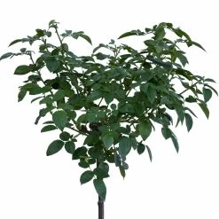 Stammrose 'Hansestadt Rostock®', Beetrose, Stammhöhe 60cm Im 7,5 Liter Topf -Fashion Garden Store 046080055 Hansestadt Rostock 1 115578