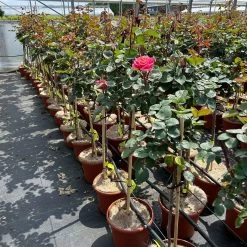 Stammrose 'Käthchen Von Heilbronn'®, Edelrose, Stammhöhe 60cm Im 7,5 Liter Topf -Fashion Garden Store 0460800720 kaethchen von Heilbronn Halbstamm orange rosa 126520