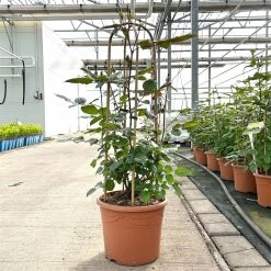 Beetrose 'Westpoint'®, Blutorange, Doppelbogen, Topf 10 Liter