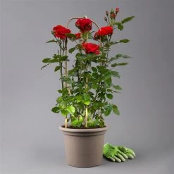 Beetrose 'Westpoint'®, Blutorange, Doppelbogen, Topf 10 Liter -Fashion Garden Store 0460850981 rose westpoint premium doppelbogen 3 t 125106