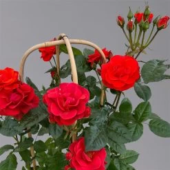 Beetrose 'Westpoint'®, Blutorange, Doppelbogen, Topf 10 Liter -Fashion Garden Store 0460850981 rose westpoint premium doppelbogen 3 125107