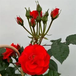 Beetrose 'Westpoint'®, Blutorange, Doppelbogen, Topf 10 Liter -Fashion Garden Store 0460850981 rose westpoint premium doppelbogen 4 124619