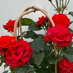 Beetrose 'Westpoint'®, Blutorange, Doppelbogen, Topf 10 Liter -Fashion Garden Store 0460850981 rose westpoint premium doppelbogen 5 124618