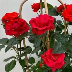 Beetrose 'Westpoint'®, Blutorange, Doppelbogen, Topf 10 Liter -Fashion Garden Store 0460850981 rose westpoint premium doppelbogen 6 124620