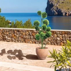 Gelbe Baumzypresse, Pompon, Höhe 80-100 Cm, Topf 12 Liter