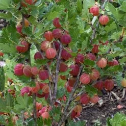 Naschgarten Beeren-Mix, 5er-Set, Höhe 35 Cm, Topf 2 Liter -Fashion Garden Store 0480800266 Stachelbeeren Set gruen rot Co2lt 75782