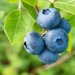 Naschgarten Beeren-Mix, 5er-Set, Höhe 35 Cm, Topf 2 Liter -Fashion Garden Store 0480890053 Koelle Heidelbeere Goltraube 040 080 Co 3 4l 49744