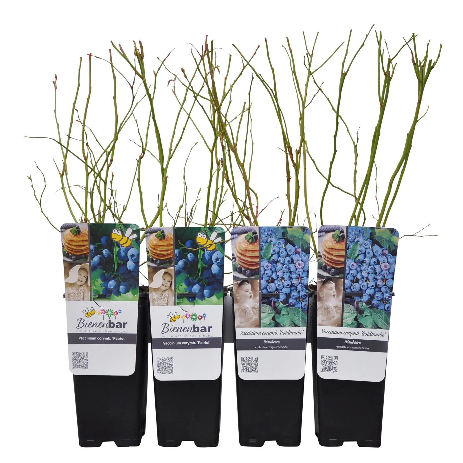 Heidelbeeren 'Klassiker', 4er-Set, Topf Je 2 Liter 6 Heidelbeeren 'Klassiker', 4er-Set, Topf Je 2 Liter – Bild 4