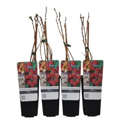 Sommerhimbeere 'Malling Promise', 4er-Set, Topf Je 2 Liter 7 Sommerhimbeere 'Malling Promise', 4er-Set, Topf Je 2 Liter -Fashion Garden Store 0480900183 Sommerhimbeere Malling Promise 4er Set fruehe Sorte1 89607