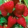 Herbsthimbeeren 'Zefa 3', 4er-Set, Topf Je 2 Liter 1 Herbsthimbeeren 'Zefa 3', 4er-Set, Topf Je 2 Liter -Fashion Garden Store 0480900201 Herbsthimbeere Zefa 3 4er Set1 76446