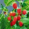 Sommerhimbeeren 'Willamette', 4er-Set, Topf Je 2 Liter 2 Sommerhimbeeren 'Willamette', 4er-Set, Topf Je 2 Liter -Fashion Garden Store 0480900205 Sommerhimbeere Willamette 4er Set1 76464