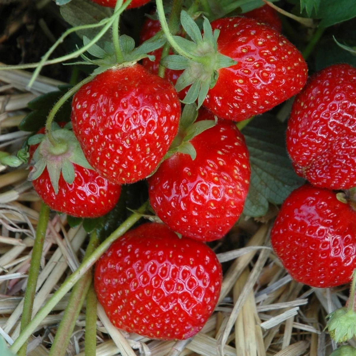 6er-Set Erdbeere Hummi® 'Gento', Je Im 9 Cm Topf 5 6er-Set Erdbeere Hummi® 'Gento', Je Im 9 Cm Topf – Bild 3